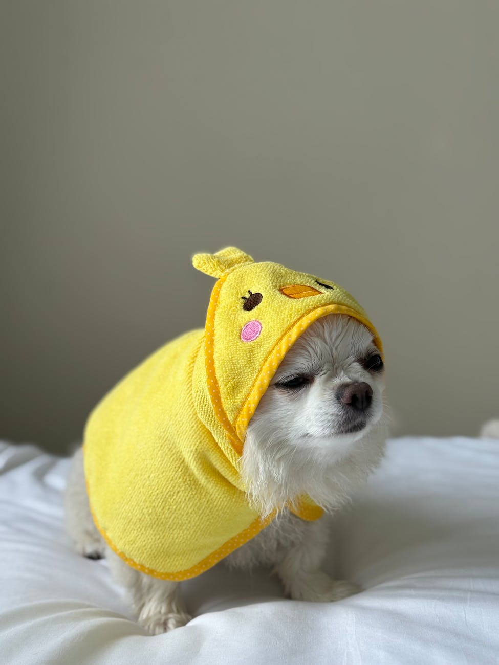 adorable chihuahua in yellow bath towel